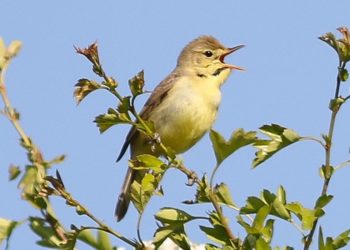 Pourquoi les oiseaux chantent à l'aube ?