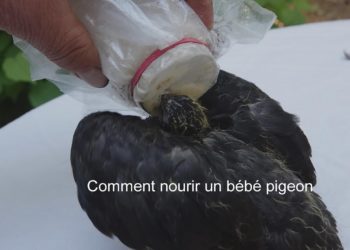 Comment nourrir un pigeon adulte ?