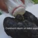 Comment nourrir un pigeon adulte ?