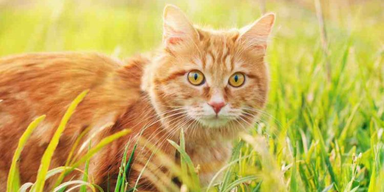 Comment savoir si un pigeon est heureux ?