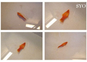 Comment savoir si un poisson est entrain de mourir ?