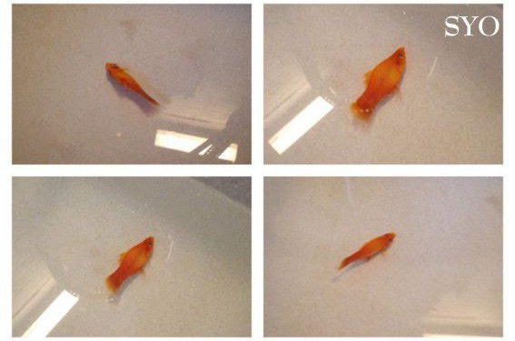 Comment savoir si un poisson est entrain de mourir ?