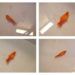 Comment savoir si un poisson est entrain de mourir ?