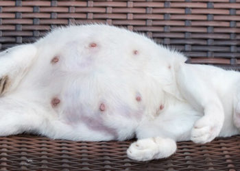 Comment sentir les chiots dans le ventre de la chienne ?