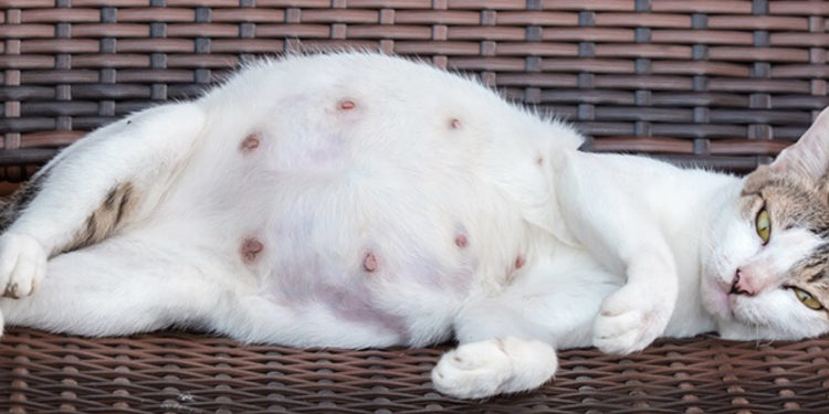 Comment sentir les chiots dans le ventre de la chienne ?