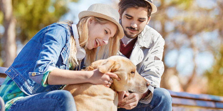 Comment séparer un chien et une chienne ?