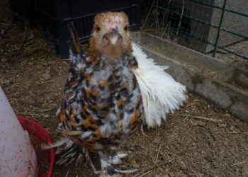 Pourquoi mes poussins ne grandissent pas ?