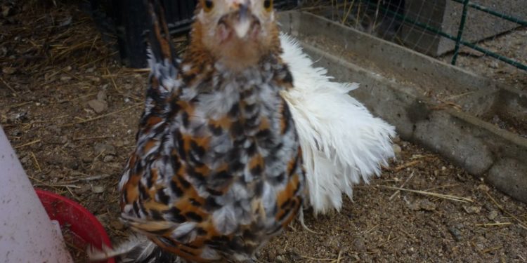 Pourquoi mes poussins ne grandissent pas ?