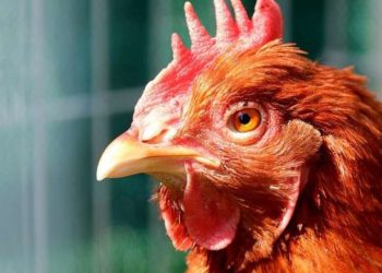 Pourquoi une poule ne bouge plus ?