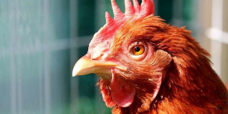 Pourquoi une poule ne bouge plus ?