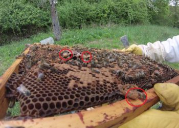 Comment faire une ruche sans reine ?