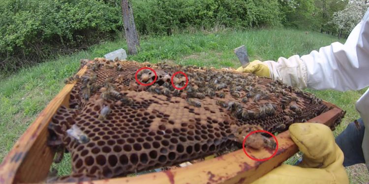 Comment faire une ruche sans reine ?