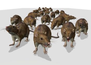 Quels rongeurs dans les murs ?