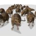 Quels rongeurs dans les murs ?