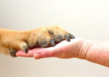 Comment dégonfler une patte de chien ?