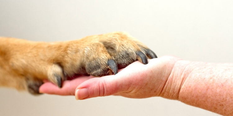 Comment dégonfler une patte de chien ?