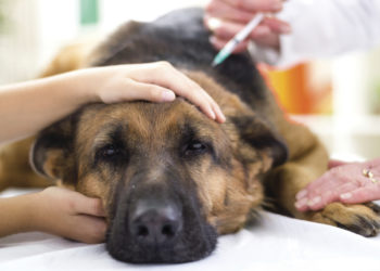Quel calmant Peut-on donner au chien ?