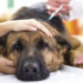 Quel calmant Peut-on donner au chien ?