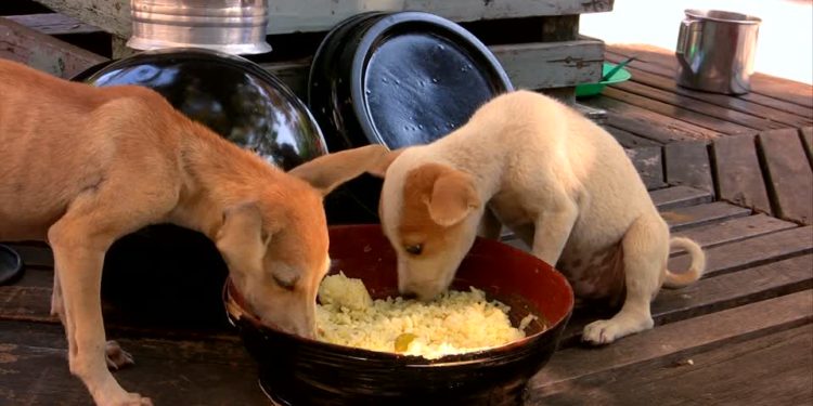 Puis-je donner du couscous à mon chien ?