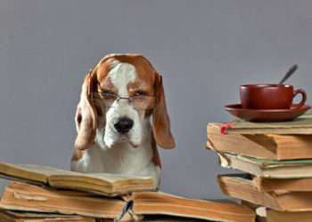 Comment obtenir un certificat de capacité animaux domestiques ?