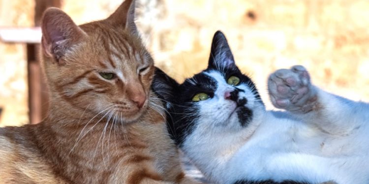 Est-ce que la stérilisation calme les chats ?