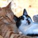 Est-ce que la stérilisation calme les chats ?
