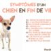 Quels sont les symptômes d'un chien en fin de vie ?