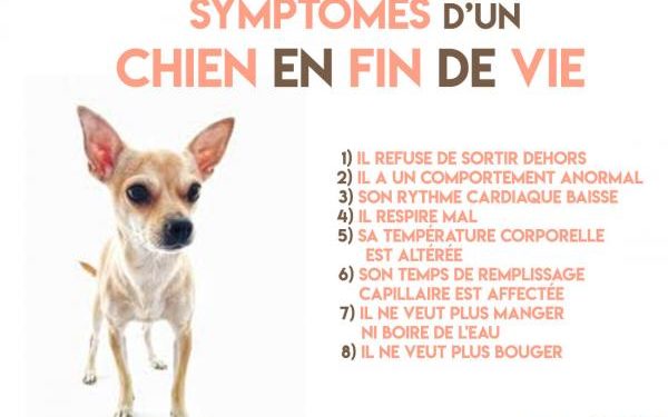 Quels sont les symptômes d'un chien en fin de vie ?