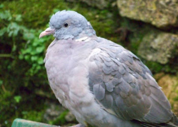 Quel âge a le pigeon ?