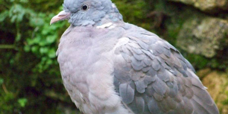 Quel âge a le pigeon ?