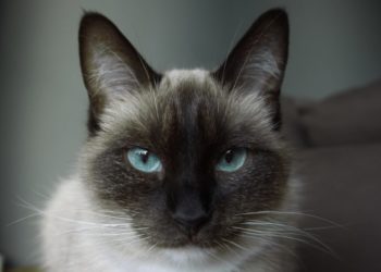 Pourquoi la couleur des yeux des chats change ?