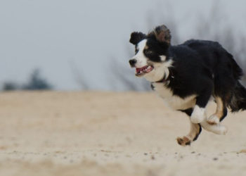 Est-ce qu'un Border Collie peut vivre en appartement ?
