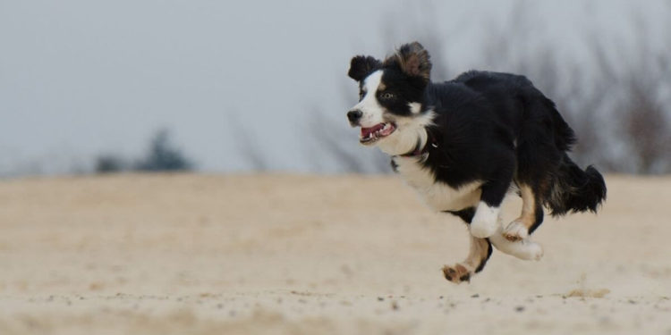 Est-ce qu'un Border Collie peut vivre en appartement ?