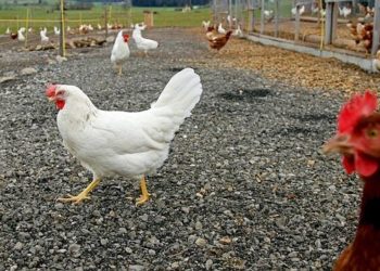 Pourquoi les poules ne pondent plus d'œufs ?