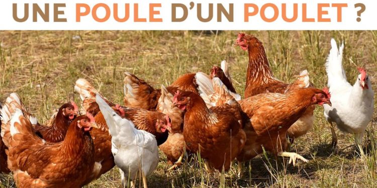 Comment reconnaître une poule d'un coq à 3 mois ?