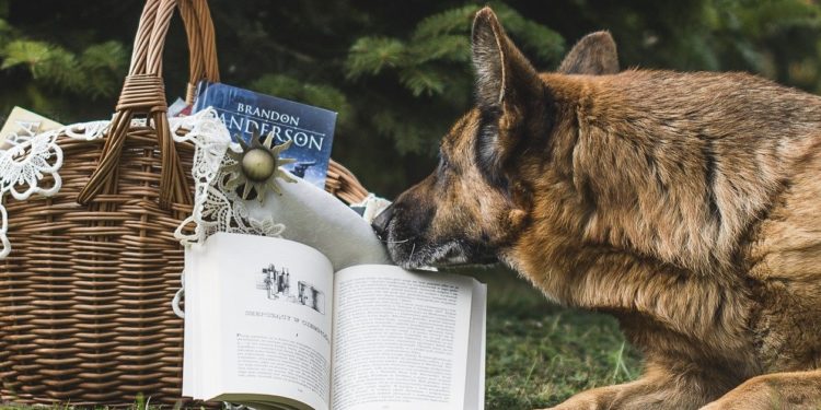 Quel est le meilleur âge pour acquérir un chiot ?