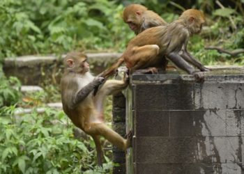 Pourquoi les moutons n'ont pas de queue ?