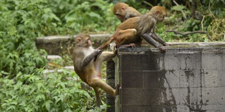 Pourquoi les moutons n'ont pas de queue ?