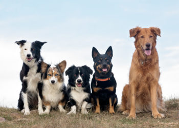 Quel est le salaire d'un Dog-sitter ?