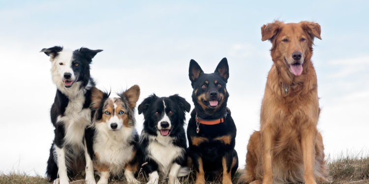 Quel est le salaire d'un Dog-sitter ?