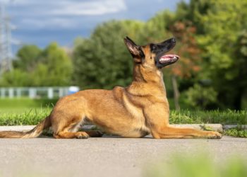 Quelle est la plus grande qualité du chien berger belge Malinois ?