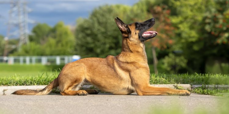 Quelle est la plus grande qualité du chien berger belge Malinois ?
