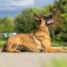 Quelle est la plus grande qualité du chien berger belge Malinois ?