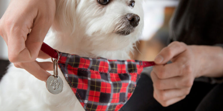 Quel est le prix pour inscrire un chien au LOF ?