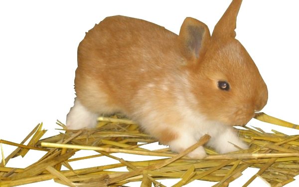 Pourquoi séparer les lapereaux de leur mère ?