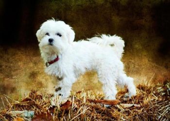 Comment entretenir les poils d'un Bichon Maltais ?