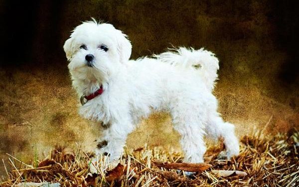 Comment entretenir les poils d'un Bichon Maltais ?