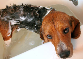 Quand faire toiletter son chien ?