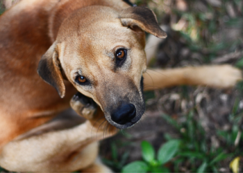 Comment savoir si mon chiot va avoir ses chaleurs ?