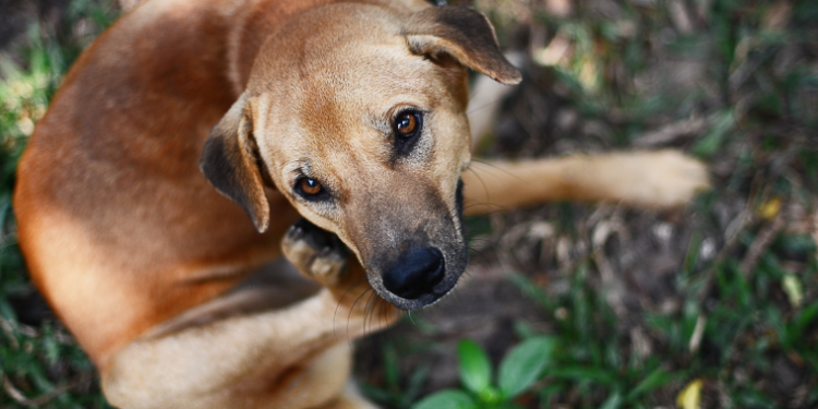 Comment savoir si mon chiot va avoir ses chaleurs ?